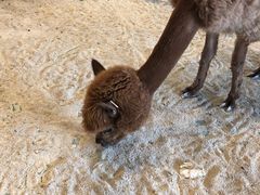 -华夏文旅西安度假区