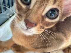 -宠爱国际动物医院·消化内科·心肾内科·ISFM猫友好(望京店)