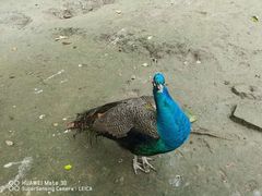 -哈尔滨北方森林动物园