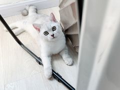 -飞行喵MR PILOT|猫舍·猫咖(静安大融城店)