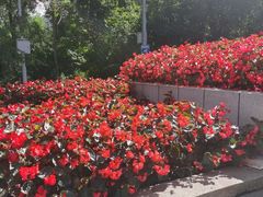 -黑龙江省森林植物园