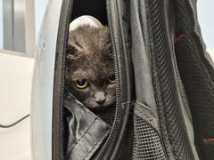 -纳吉亚猫专科动物诊疗中心(蒋宅口分院)