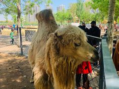 -长白岛森林公园