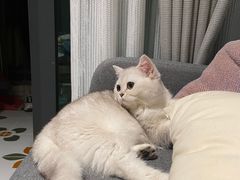 -lincat·猫舍(广州店)