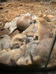 点击看大图 -Zoolung Zoolung动物主题公园(海信广场店)