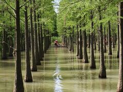 -泗洪洪泽湖湿地景区