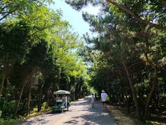 -日照海滨国家森林公园