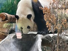 -灵玲国际马戏城