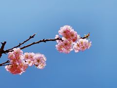 -杭州植物园