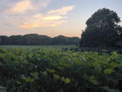 -绍兴镜湖国家城市湿地公园