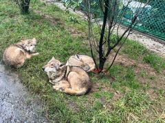 -栾川竹海野生动物园