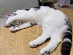 -藏猫猫咖啡主题馆(中央大道店)