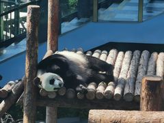 -大连森林动物园