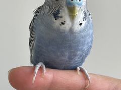 -怪兽屋·羊驼·猫咖·狗咖(俊华广场店)