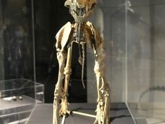 -北京周口店北京人遗址博物馆