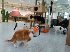 -喵园·猫主题咖啡厅·撸猫·猫咖(国贸店)