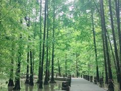 -桤木河湿地公园