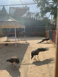 -萌宠亲子动物乐园(槐房万达店)