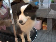 -e嘉宠物店(北大街店)