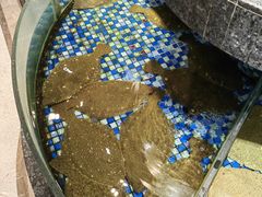 -海派美食·家宴海鲜青岛菜·石锅鲽鱼头(东方城店)