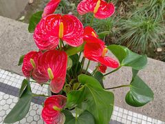 -上海宋庆龄故居纪念馆