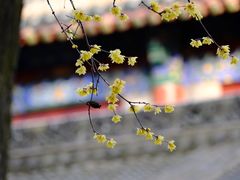 -西安大兴善寺