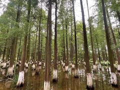 -艾溪湖湿地公园