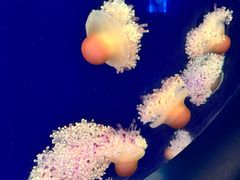 -深圳野生动物园