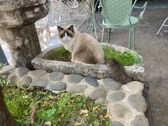 -喵屿·大理花园猫咖