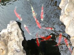 -鲤院·新中式美学·庭院餐厅(夫子庙店)