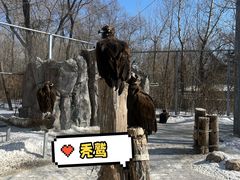-沈阳鸟岛