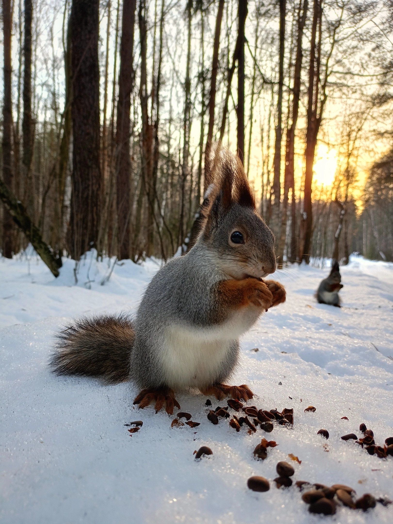 夏宫树林里可爱的小松鼠