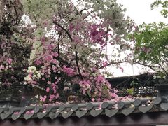 -深圳国际园林花卉博览园