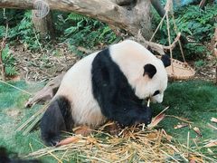 景点-成都大熊猫繁育研究基地