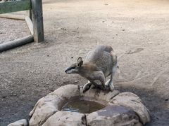 -费瑟代尔野生动物园