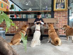 -柴犬高等学院·狗咖·柴犬售卖·宠物训练