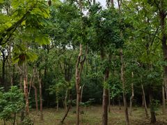 -上海海湾国家森林公园