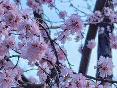 -桃花堤公园