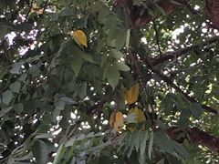 -南宁良凤江国家森林公园