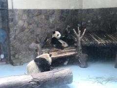 -成都大熊猫繁育研究基地