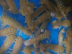 -宾朋海鲜特色美食餐厅·纯手工鲅鱼水饺(兴海路店)