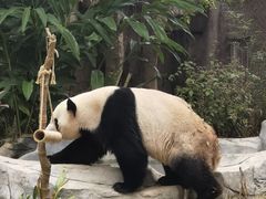-灵玲国际马戏城