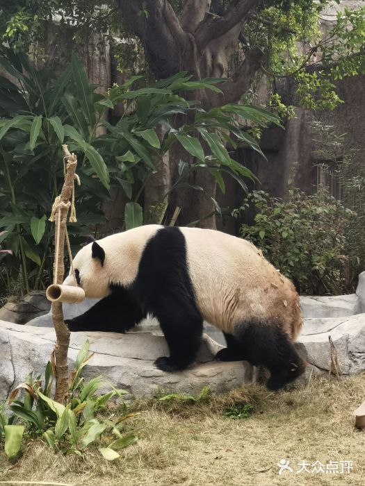 灵玲国际马戏城图片