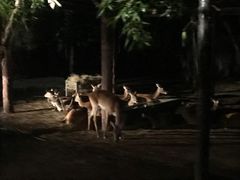 -清迈夜间动物园