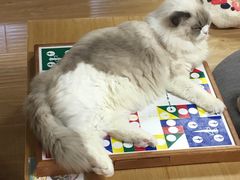 -猫和宫(六道口店)