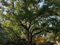 -叶叶菩提·晋福宫