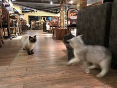 -more than meow吴止猫主题餐厅(承德 中船汇店)