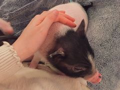 -浣熊柯尔鸭土拨鼠·电玩咖
