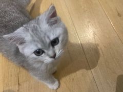 -Meowの猫咖(万家丽店)