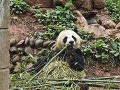 -中国大熊猫保护研究中心雅安碧峰峡基地